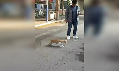 Un chat figé au milieu d'une route intrigue TikTok