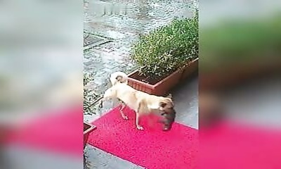 Une mère chien sauve son chiot mourant à Istanbul en l'amenant chez le vétérinaire